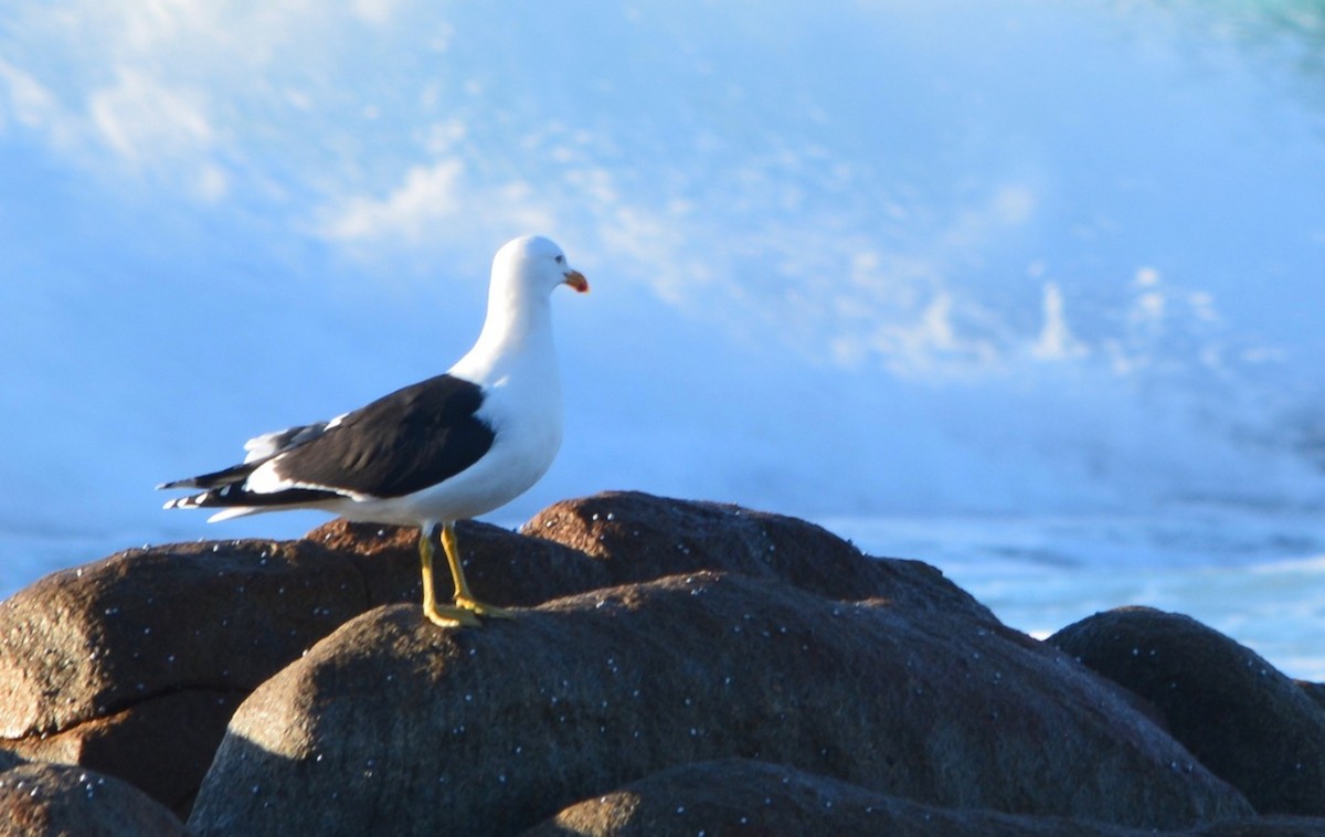 Kelp Gull - ML174780741