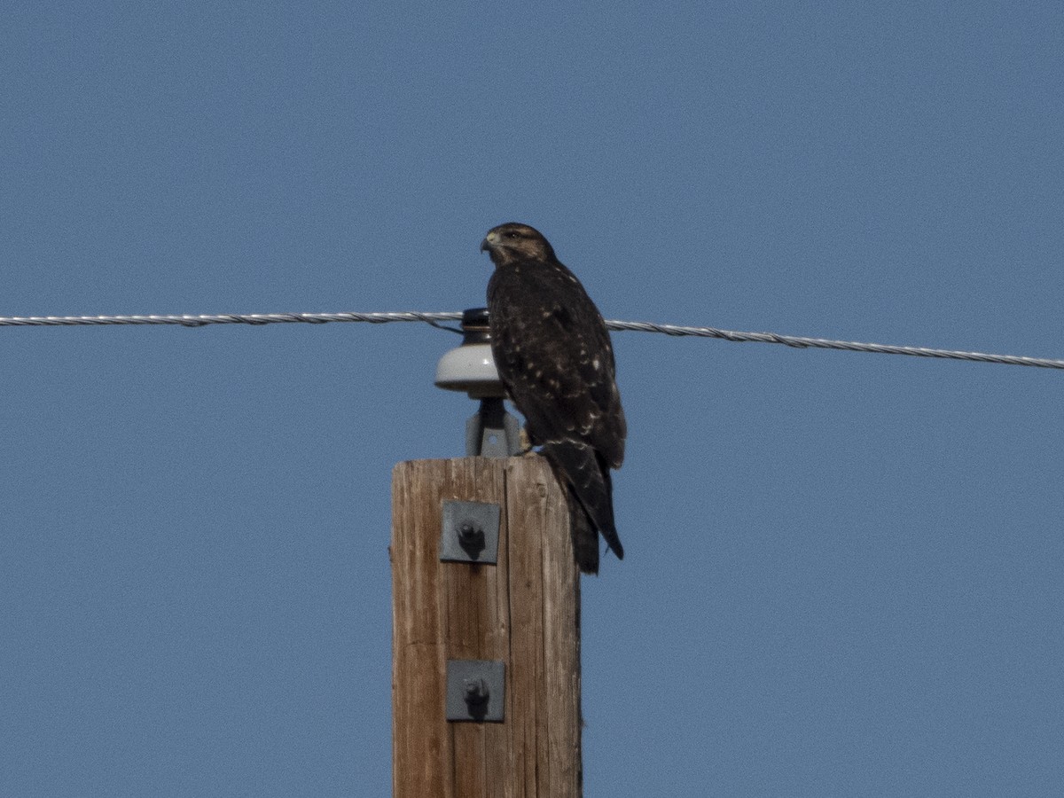 Swainson's Hawk - ML174781051