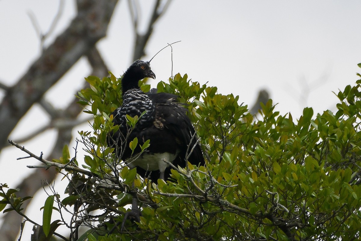 Horned Screamer - Ben Sanders