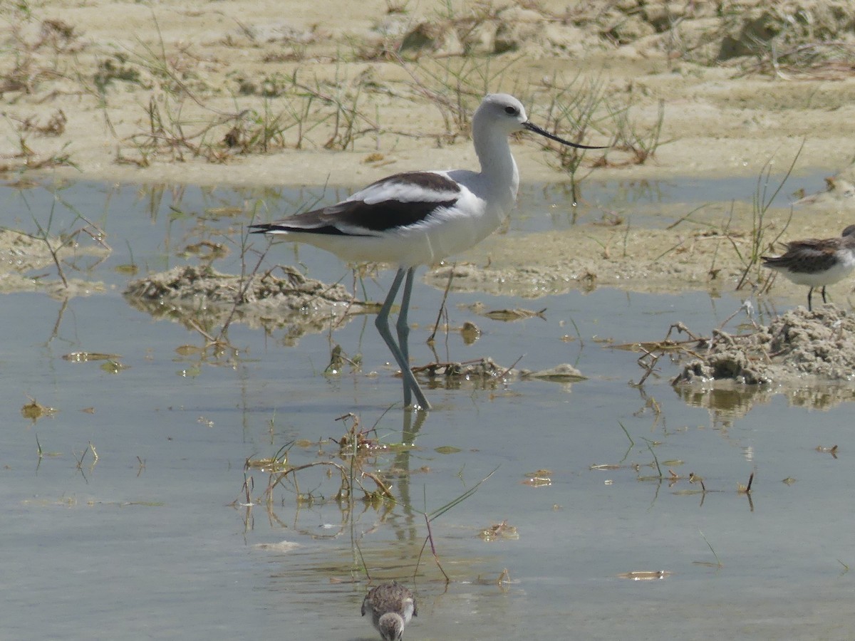 American Avocet - Cindy Olson