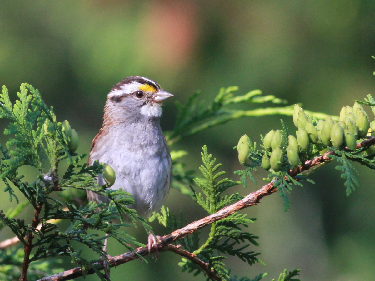 White-throated Sparrow - ML174783901