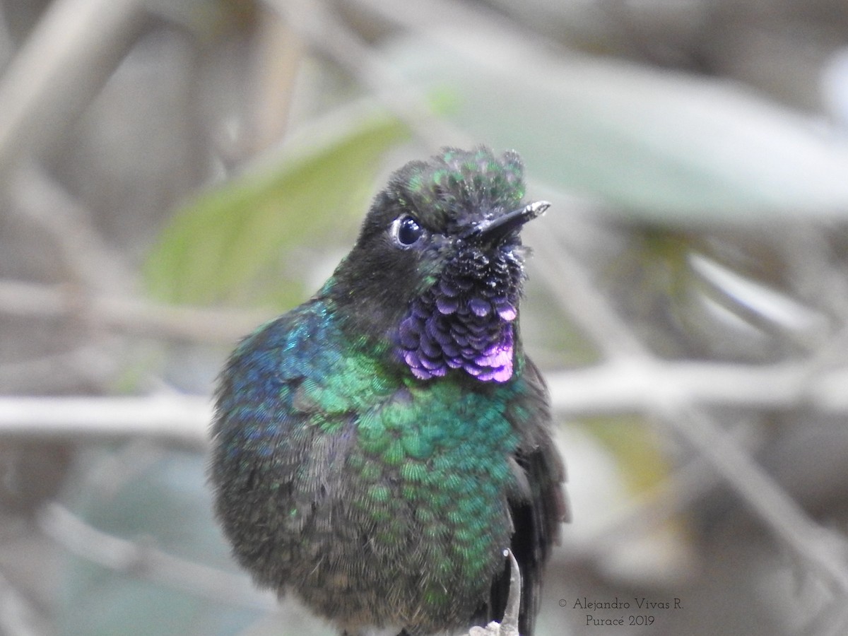 Tourmaline Sunangel - ML174784101