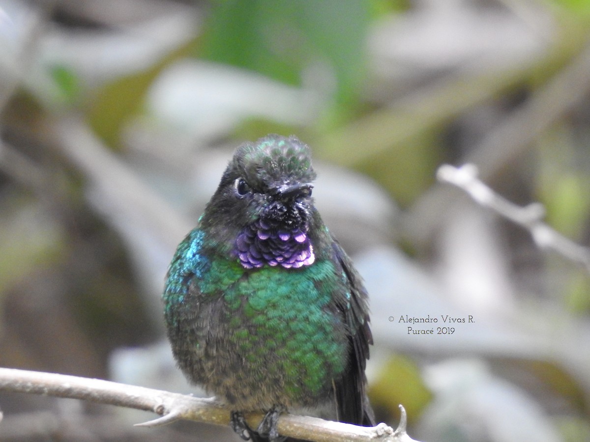 Tourmaline Sunangel - ML174784141