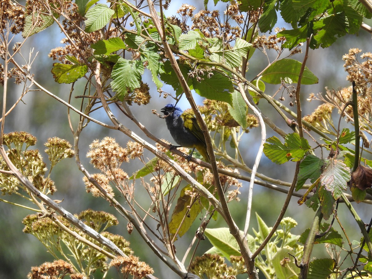 Blue-capped Tanager - ML174784291