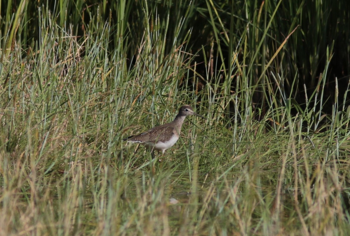 Solitary Sandpiper - Richard MacIntosh