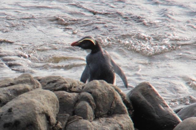 Pingüino de Fiordland - ML174786671