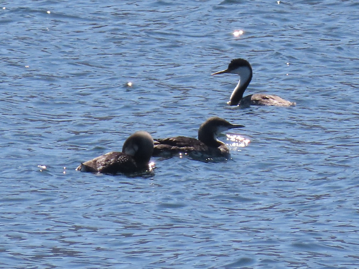 Pacific Loon - Kathryn McGiffen