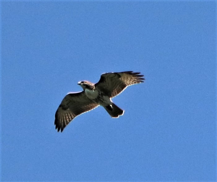 Red-tailed Hawk - ML174788471