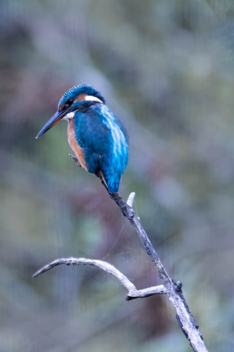 Common Kingfisher - Gérard Battu