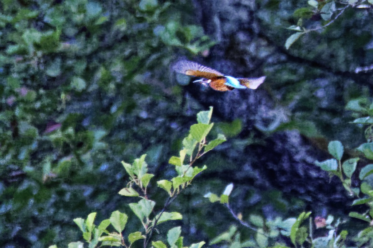 Common Kingfisher - ML174790971