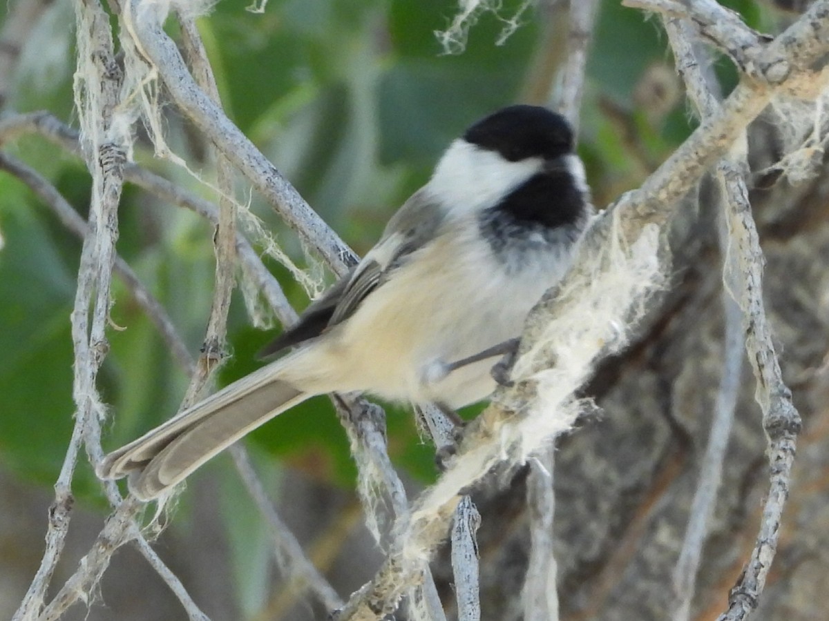 Black-capped Chickadee - Kevin Christensen