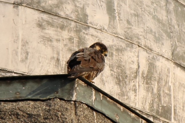 Peregrine Falcon - Sébastien Langlois