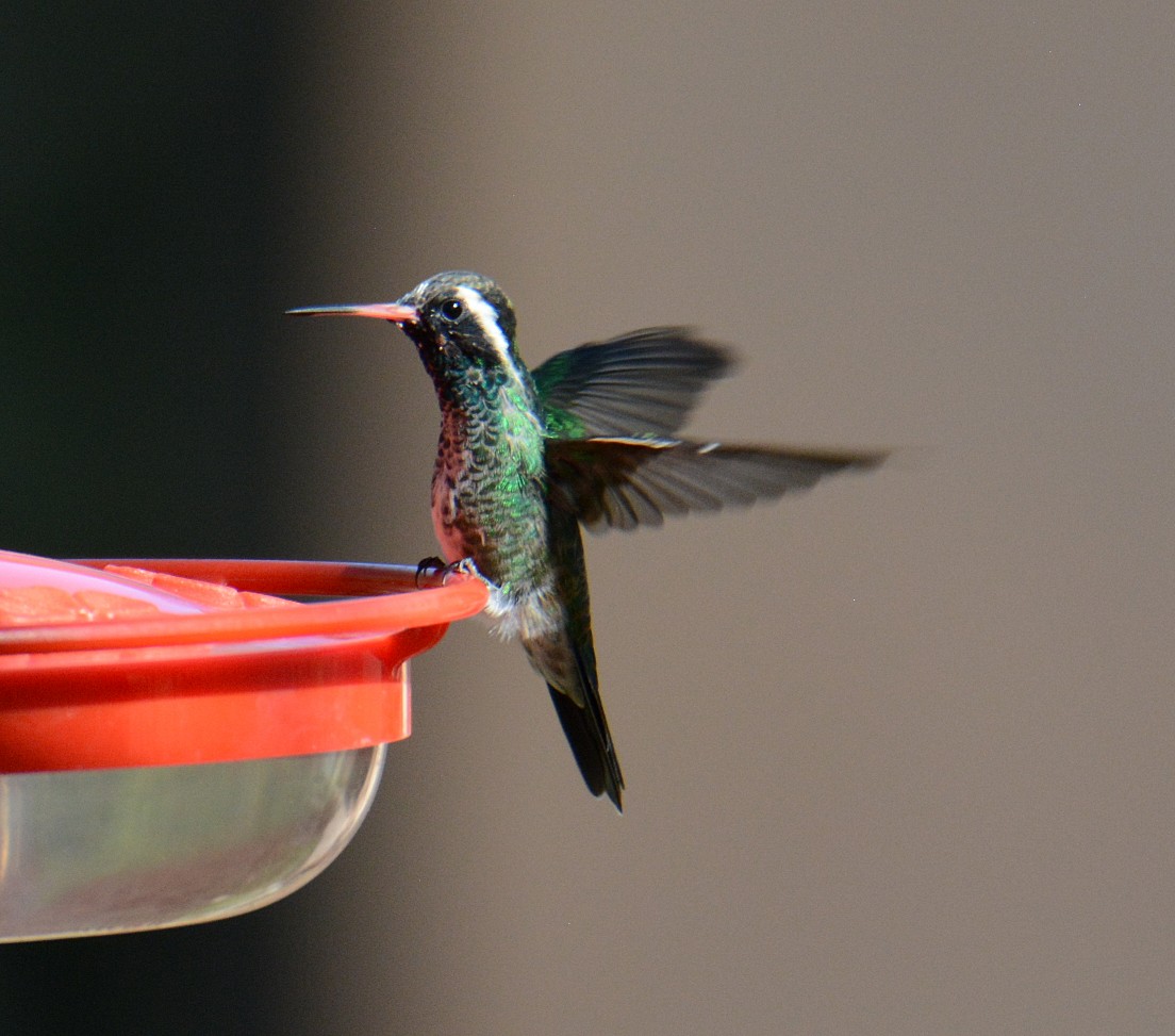 White-eared Hummingbird - ML174793821