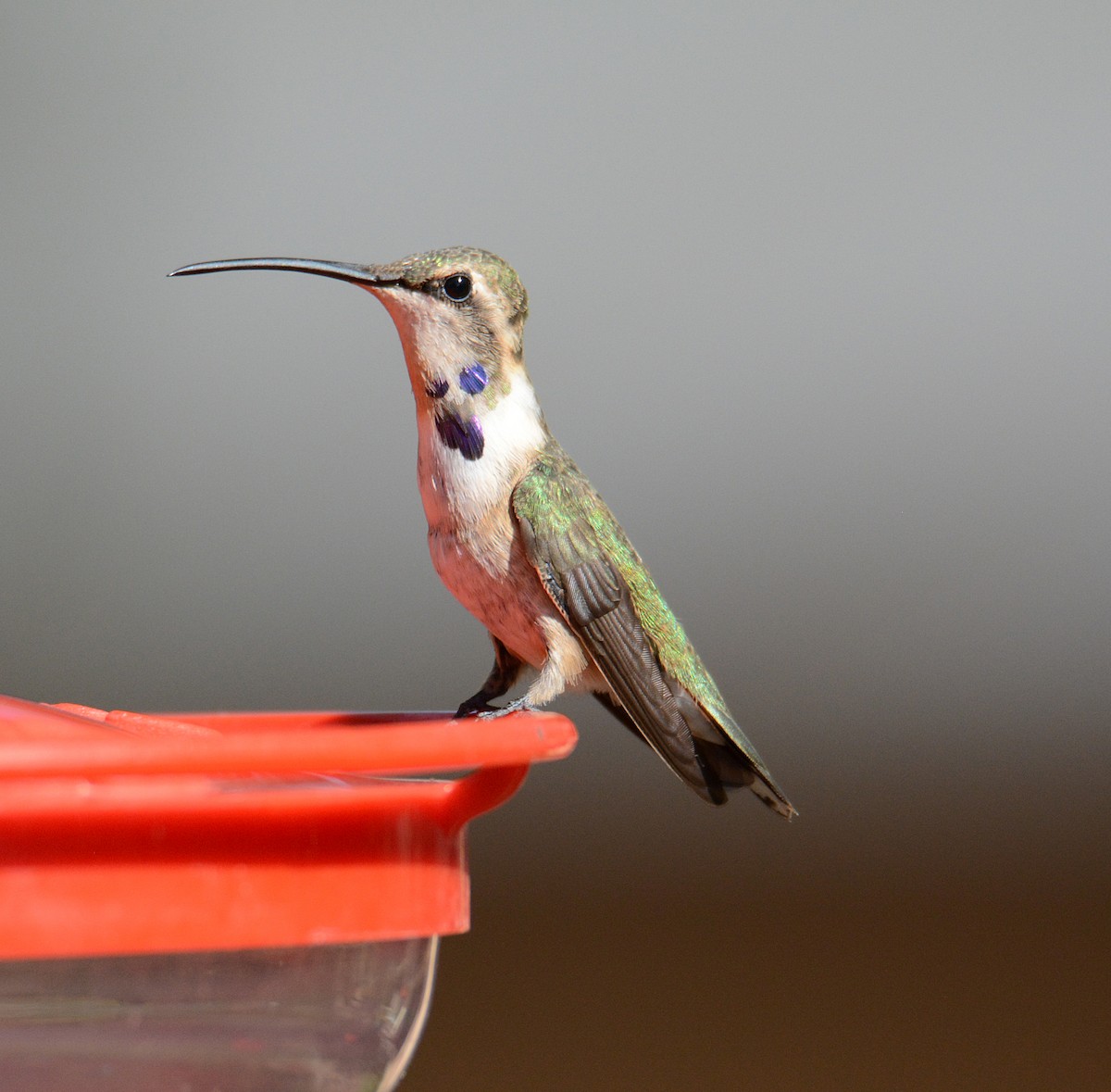 Lucifer Hummingbird - Donna Memon