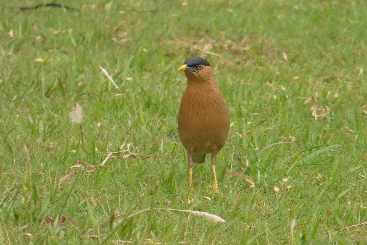 Brahminy Starling - ML174794461