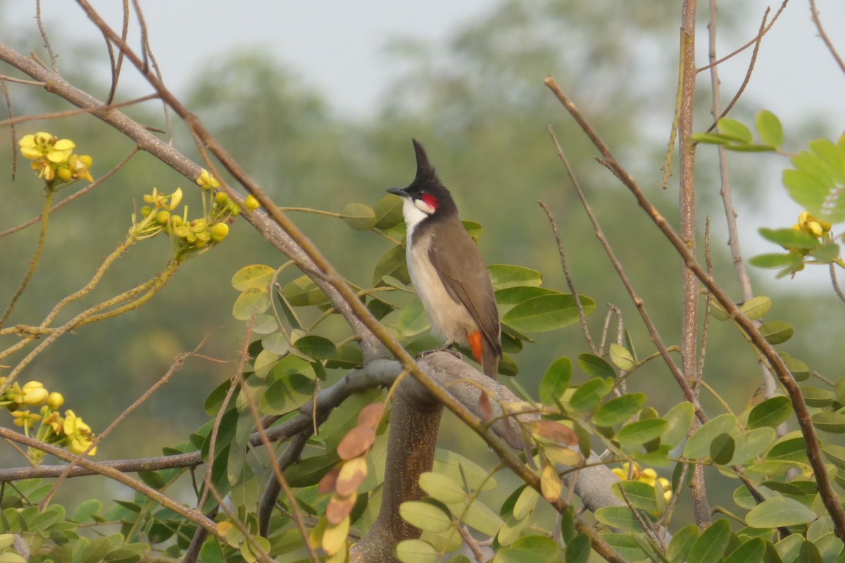 Red-whiskered Bulbul - ML174794591