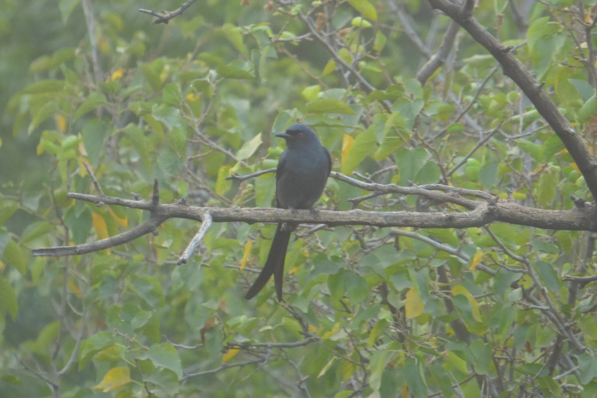 Black Drongo - ML174794771