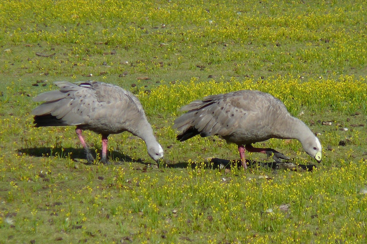 Cape Barren Goose - ML174794911