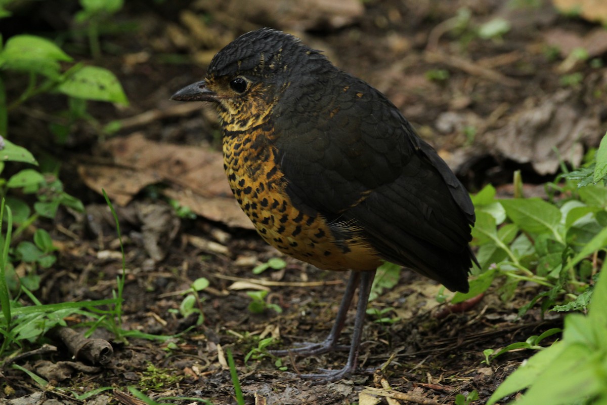 Undulated Antpitta - ML174796251