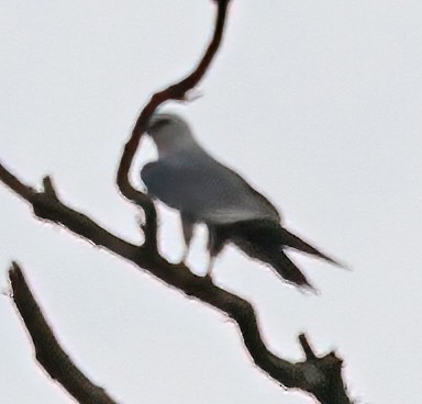 Mississippi Kite - ML174796271