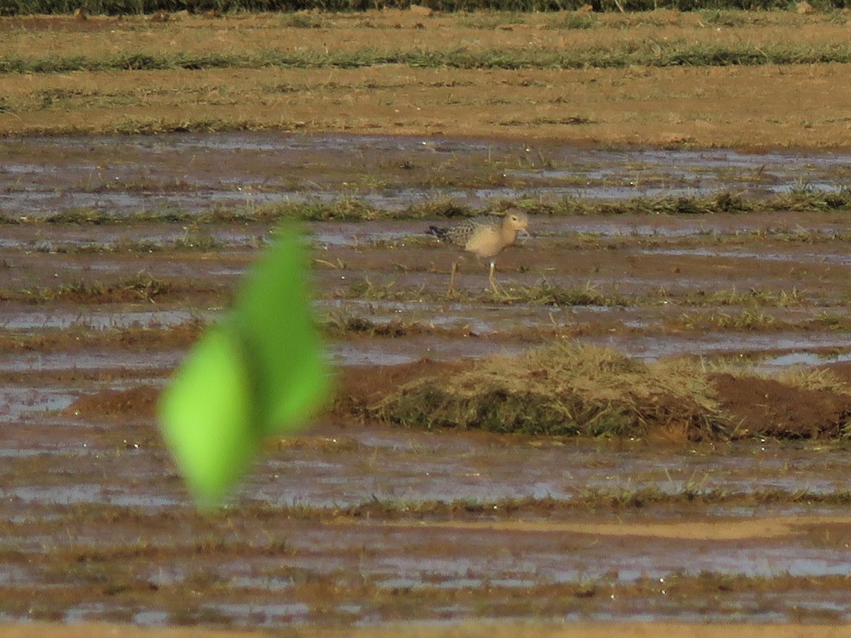 Buff-breasted Sandpiper - Patricia and Richard Williams