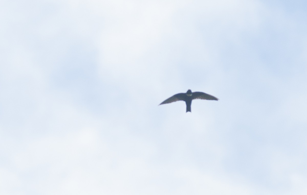 White-collared Swift - Giselle Mangini