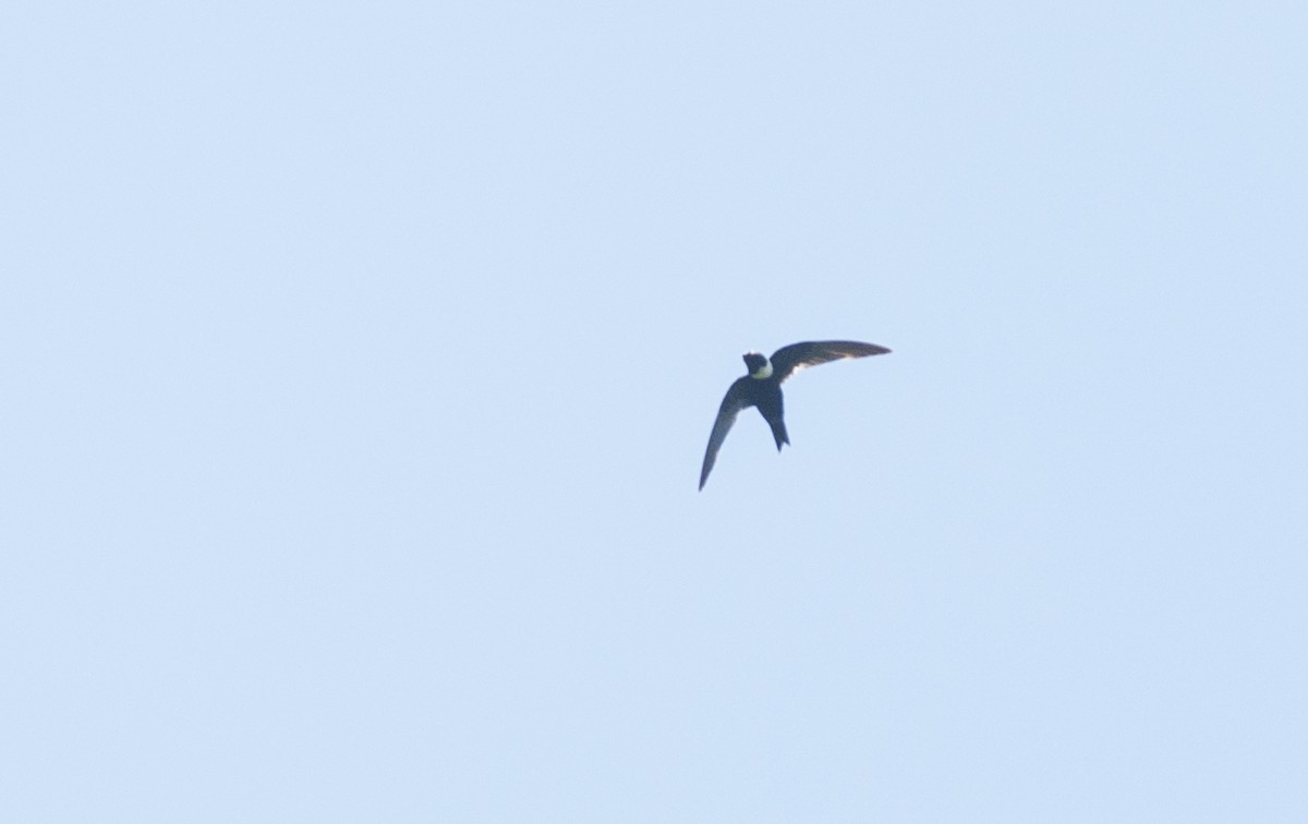 White-collared Swift - ML174797521