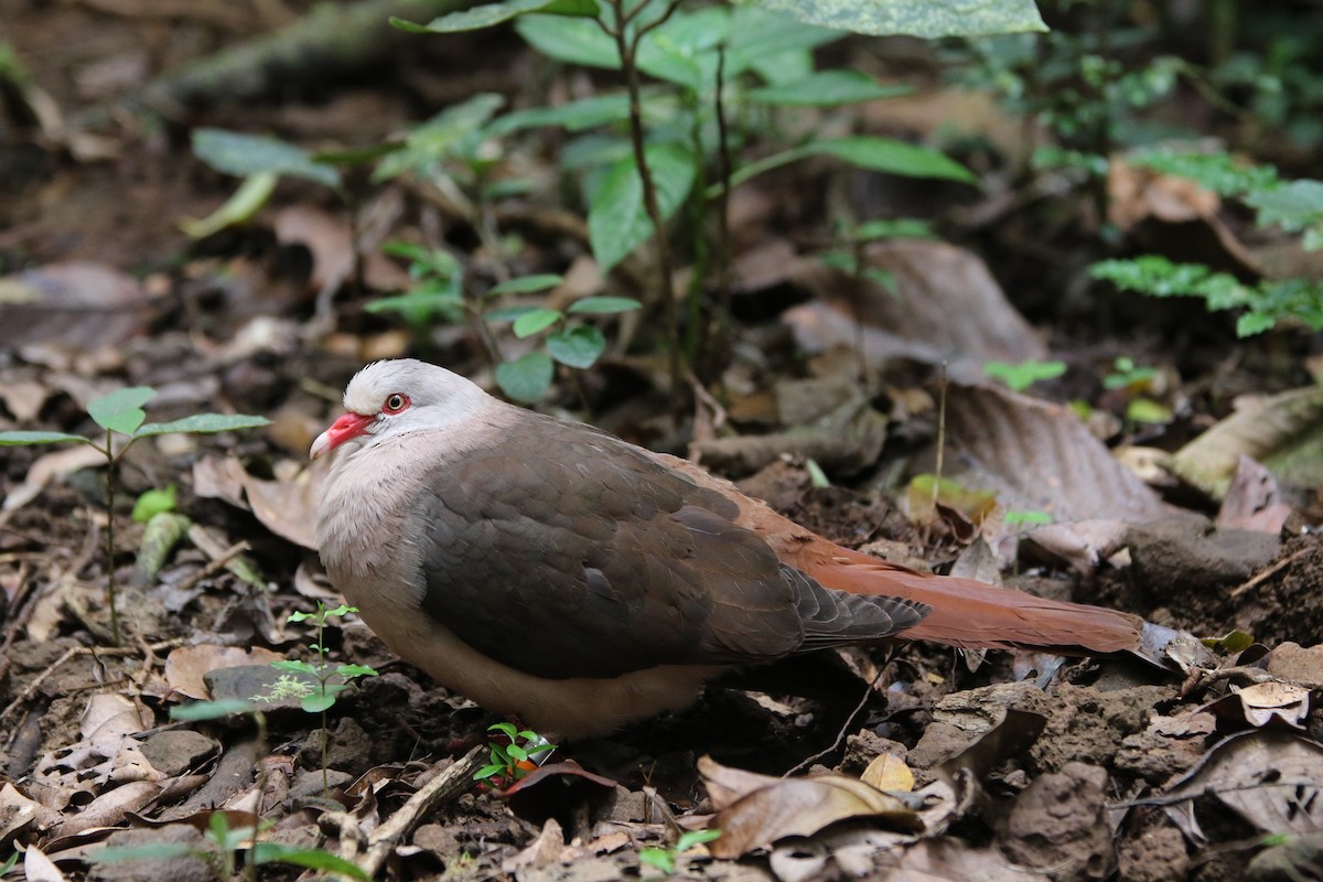 Pink Pigeon - ML174797541