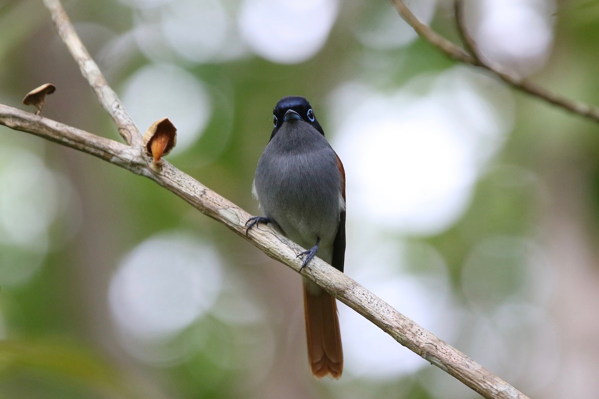 Mascarene Paradise-Flycatcher - Olivier Langrand