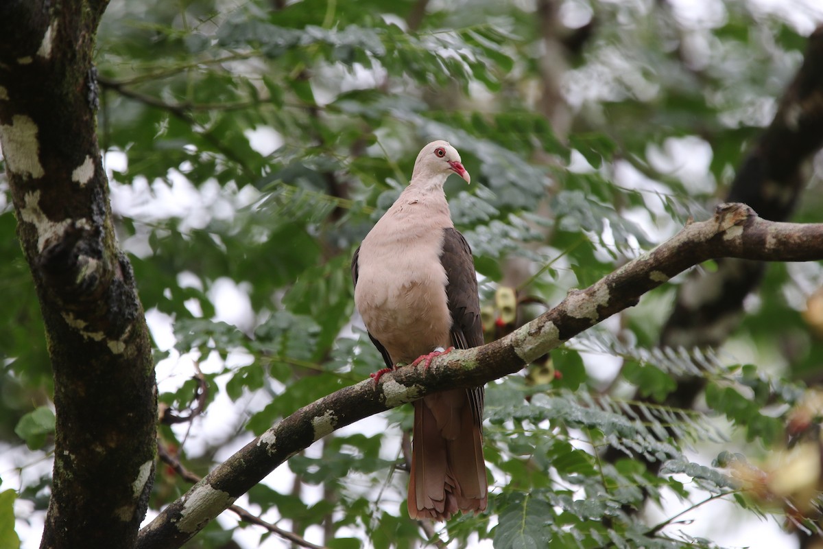 Pink Pigeon - ML174798021