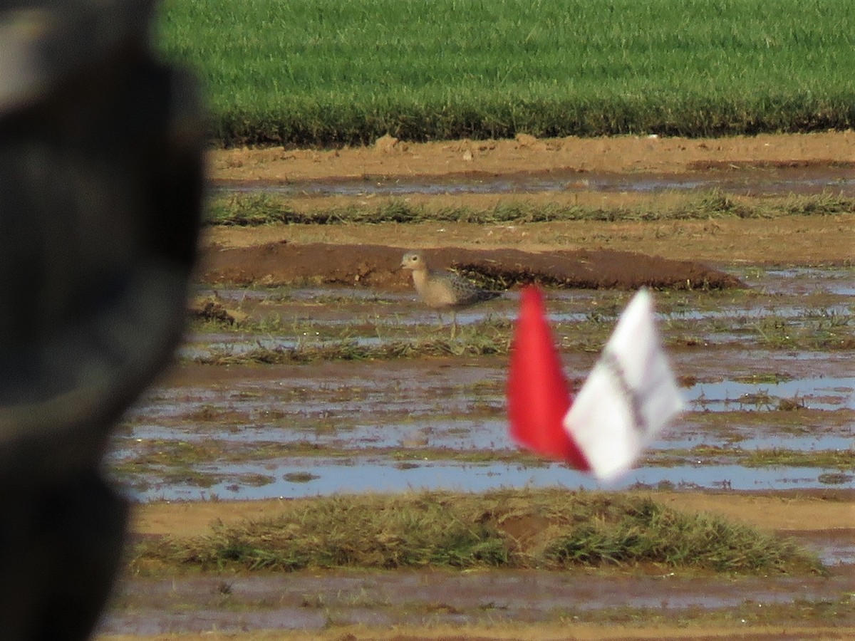 Buff-breasted Sandpiper - Patricia and Richard Williams