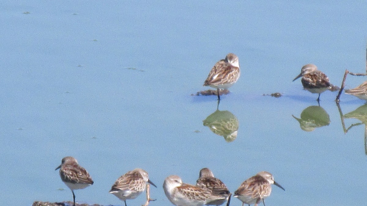 Western Sandpiper - John Wilson