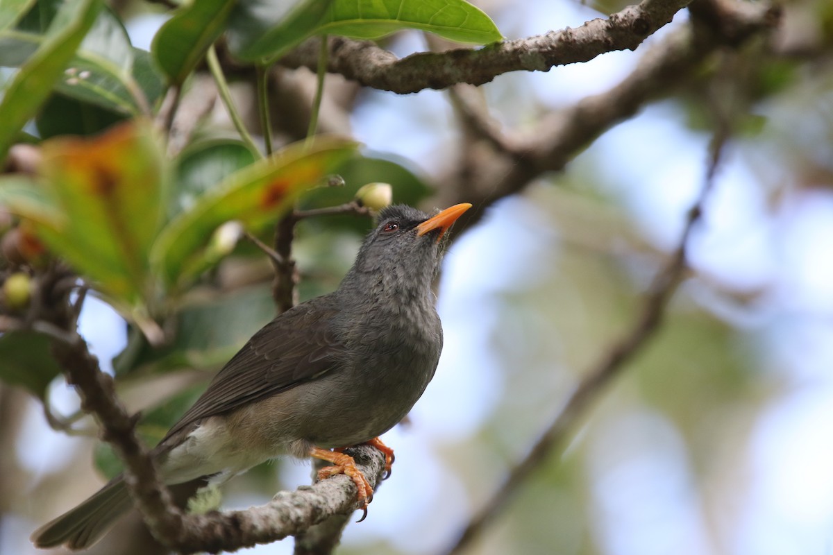 Mauritius-Rotschnabelbülbül - ML174798351