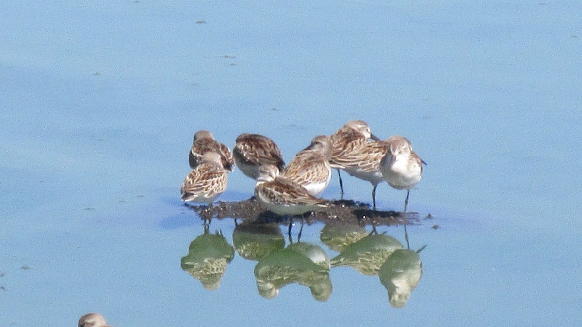 Western Sandpiper - John Wilson