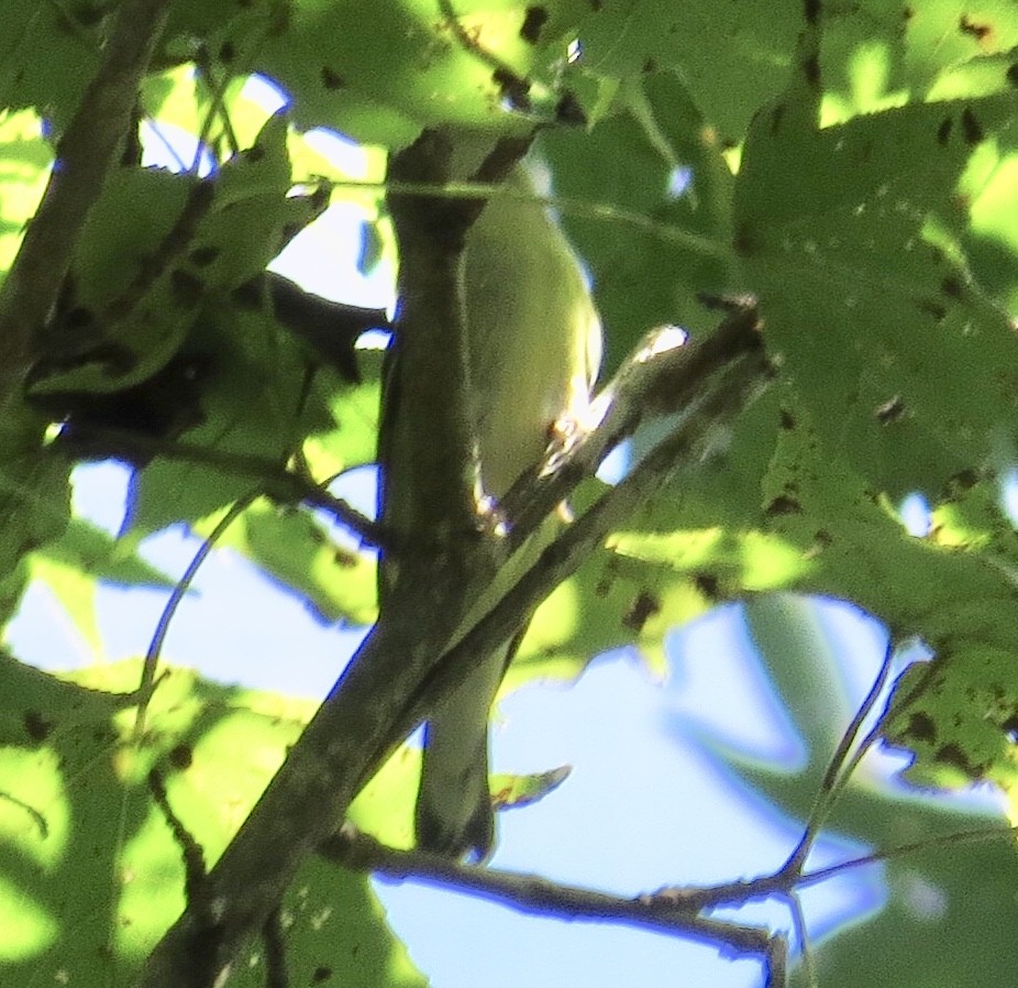 Cerulean Warbler - ML174801101