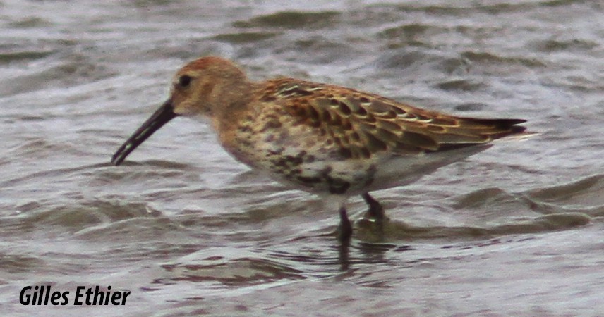 Dunlin - ML174801371