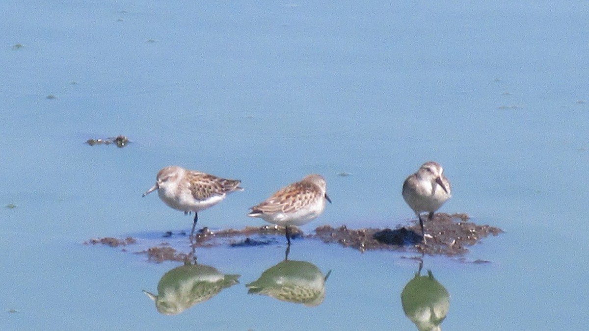 Western Sandpiper - John Wilson