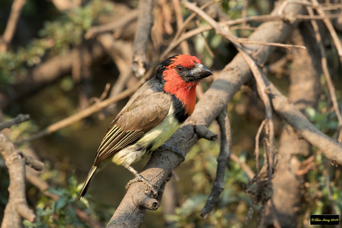 Black-collared Barbet - ML174802621