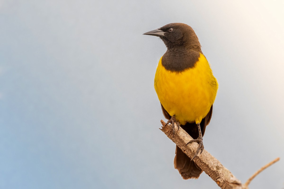 Yellow-rumped Marshbird - Giovan Alex