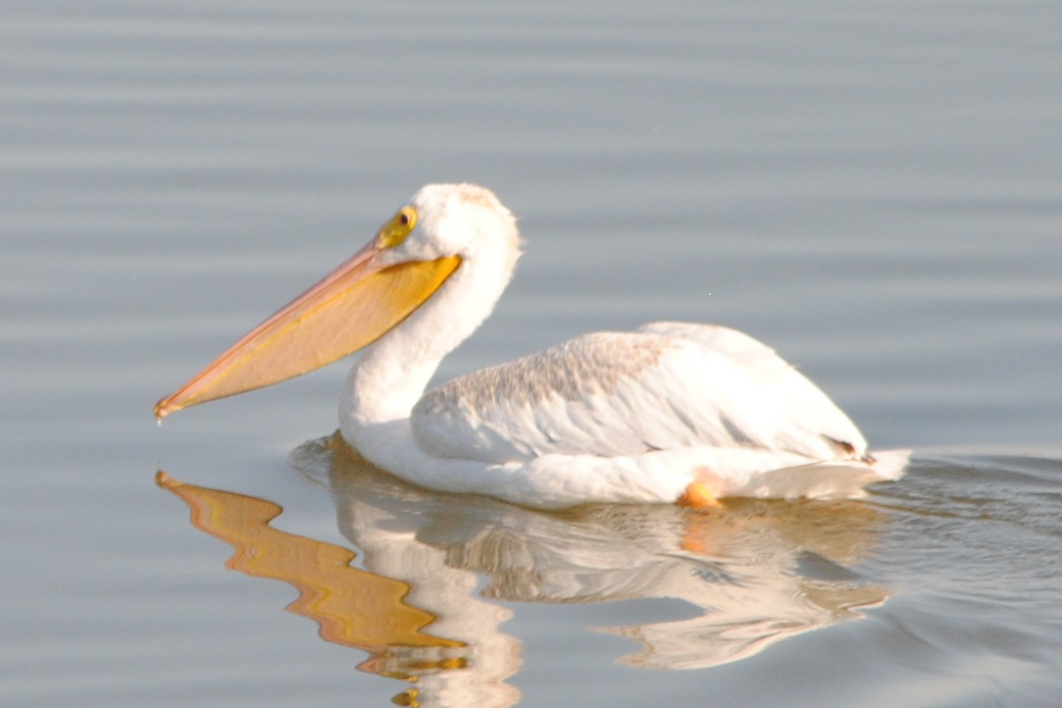 American White Pelican - ML174809661