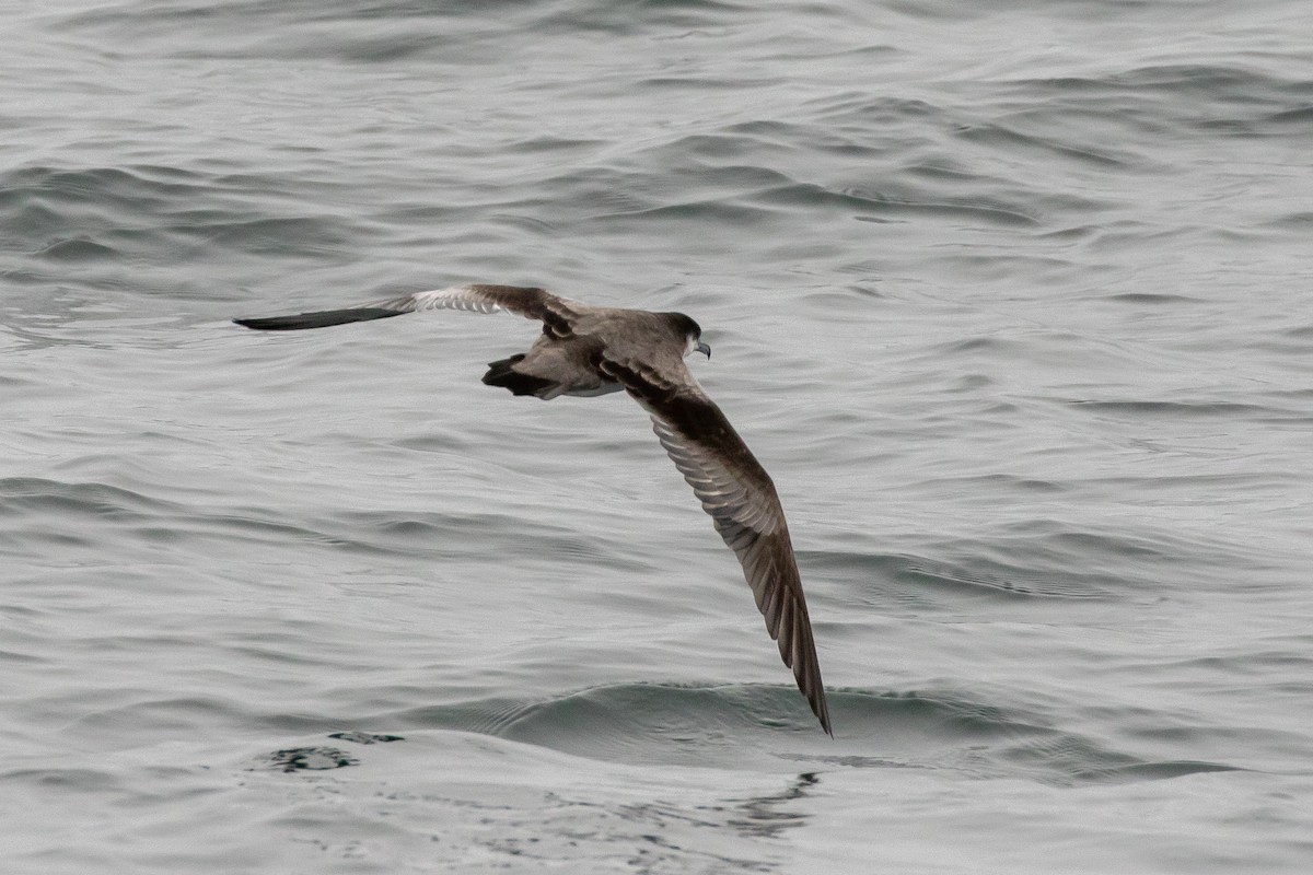 Buller's Shearwater - ML174811291