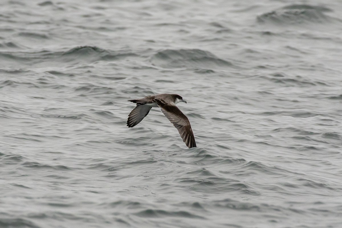 Buller's Shearwater - ML174811311