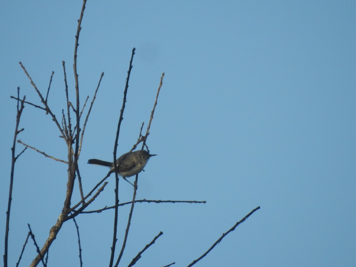 Blue-gray Gnatcatcher - Kent Kleman