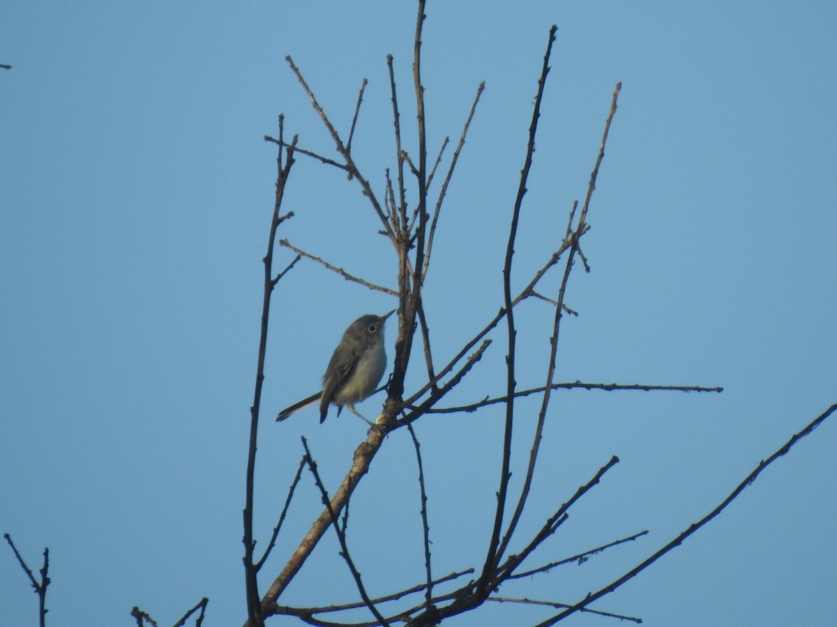 Blue-gray Gnatcatcher - Kent Kleman