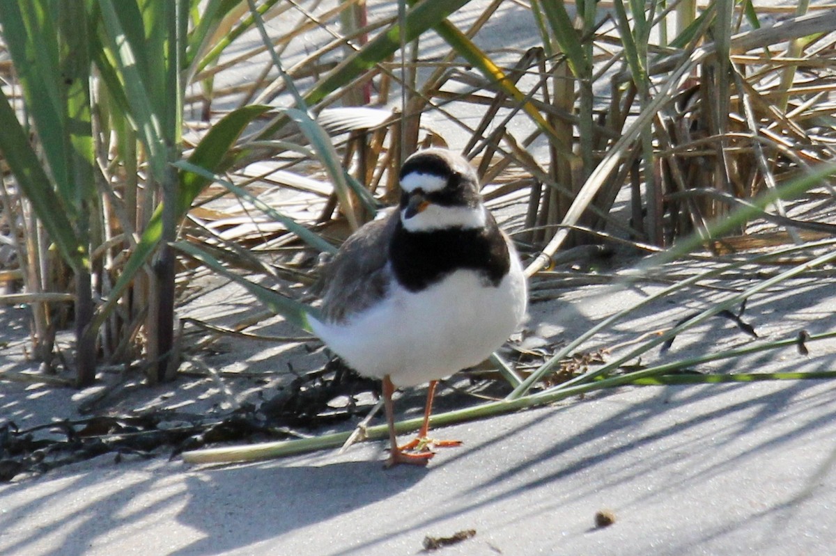 Common Ringed Plover - ML174814071