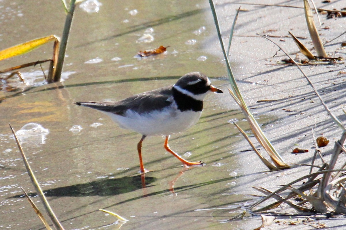 Common Ringed Plover - ML174814081
