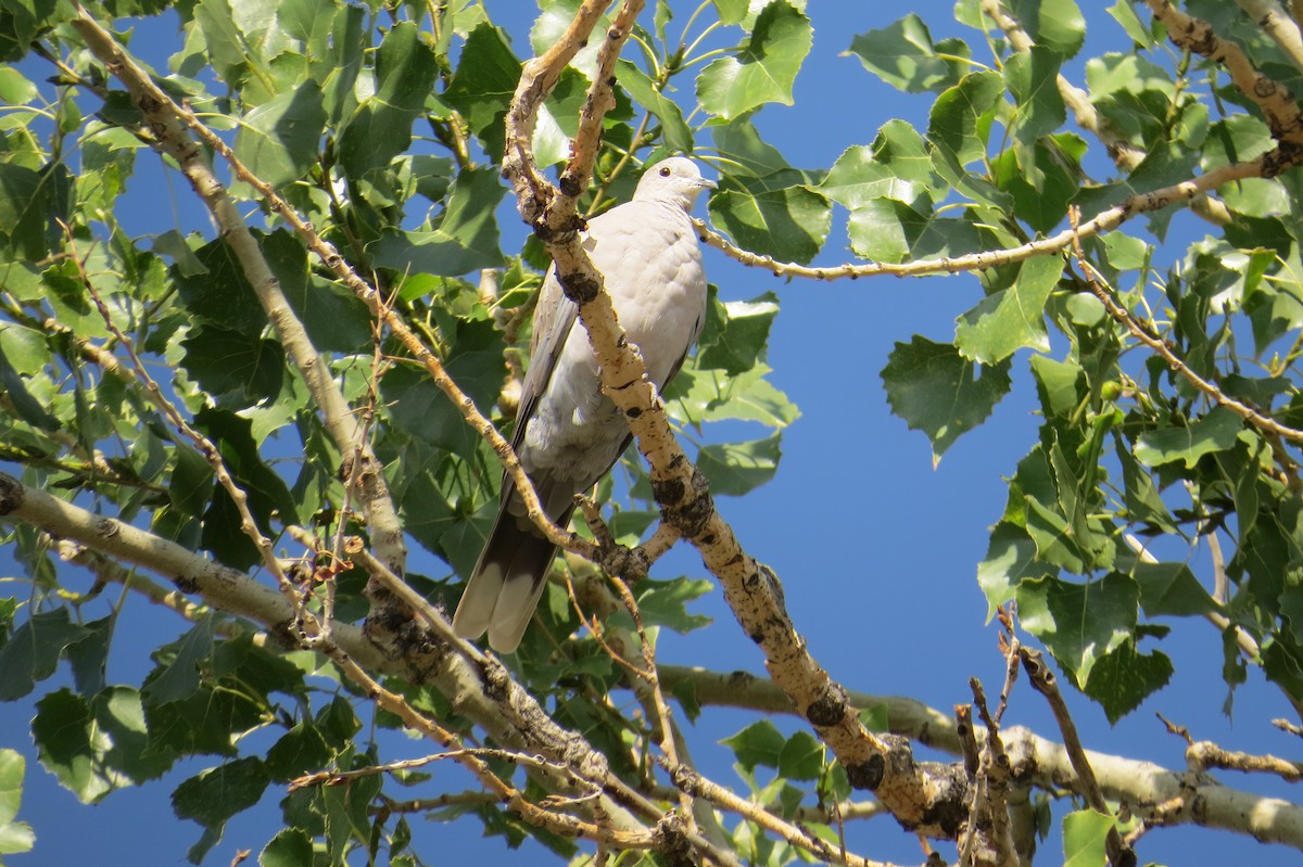 Eurasian Collared-Dove - Steve Hebert