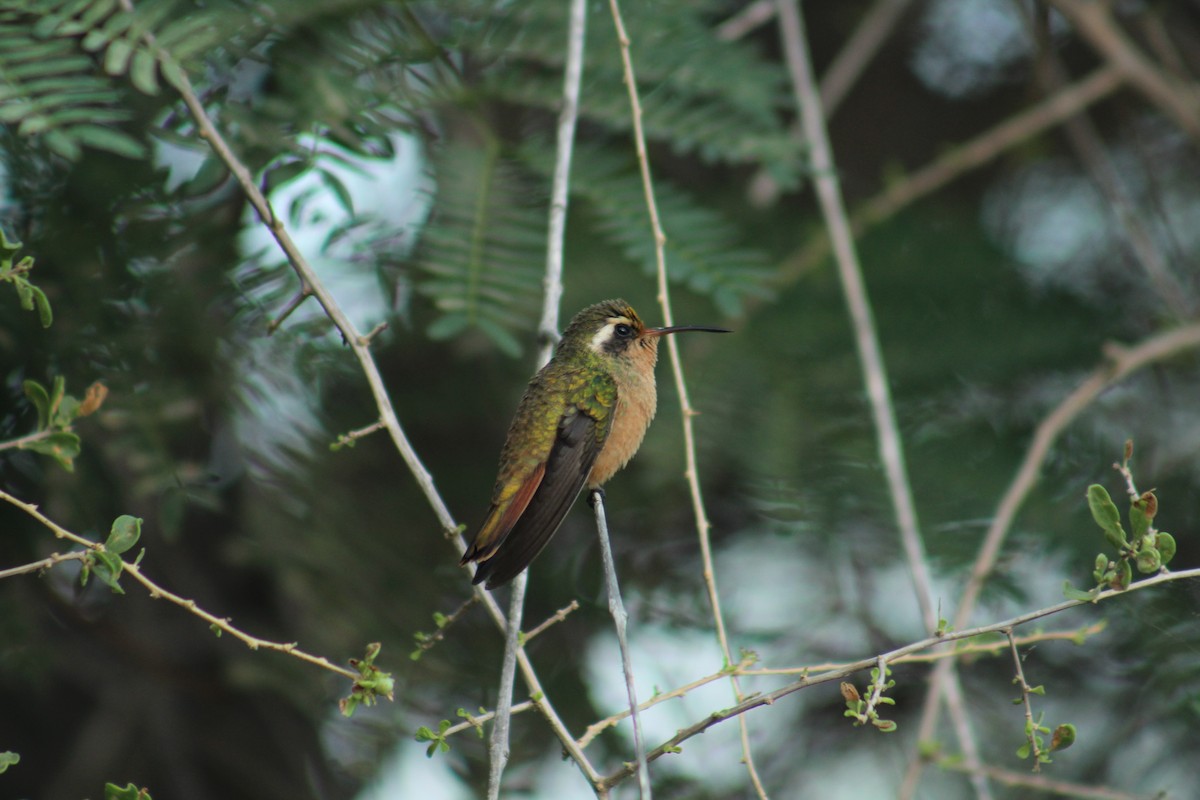 Xantus's Hummingbird - ML174818851