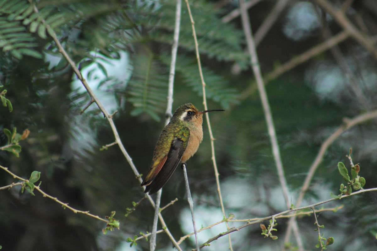 Schwarzstirn-Saphirkolibri - ML174818871