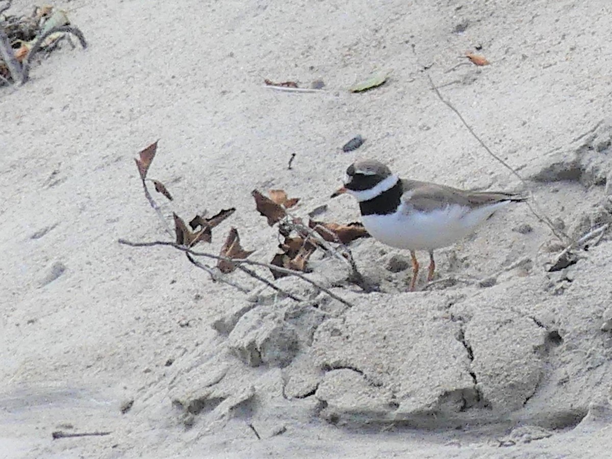 Common Ringed Plover - ML174818921